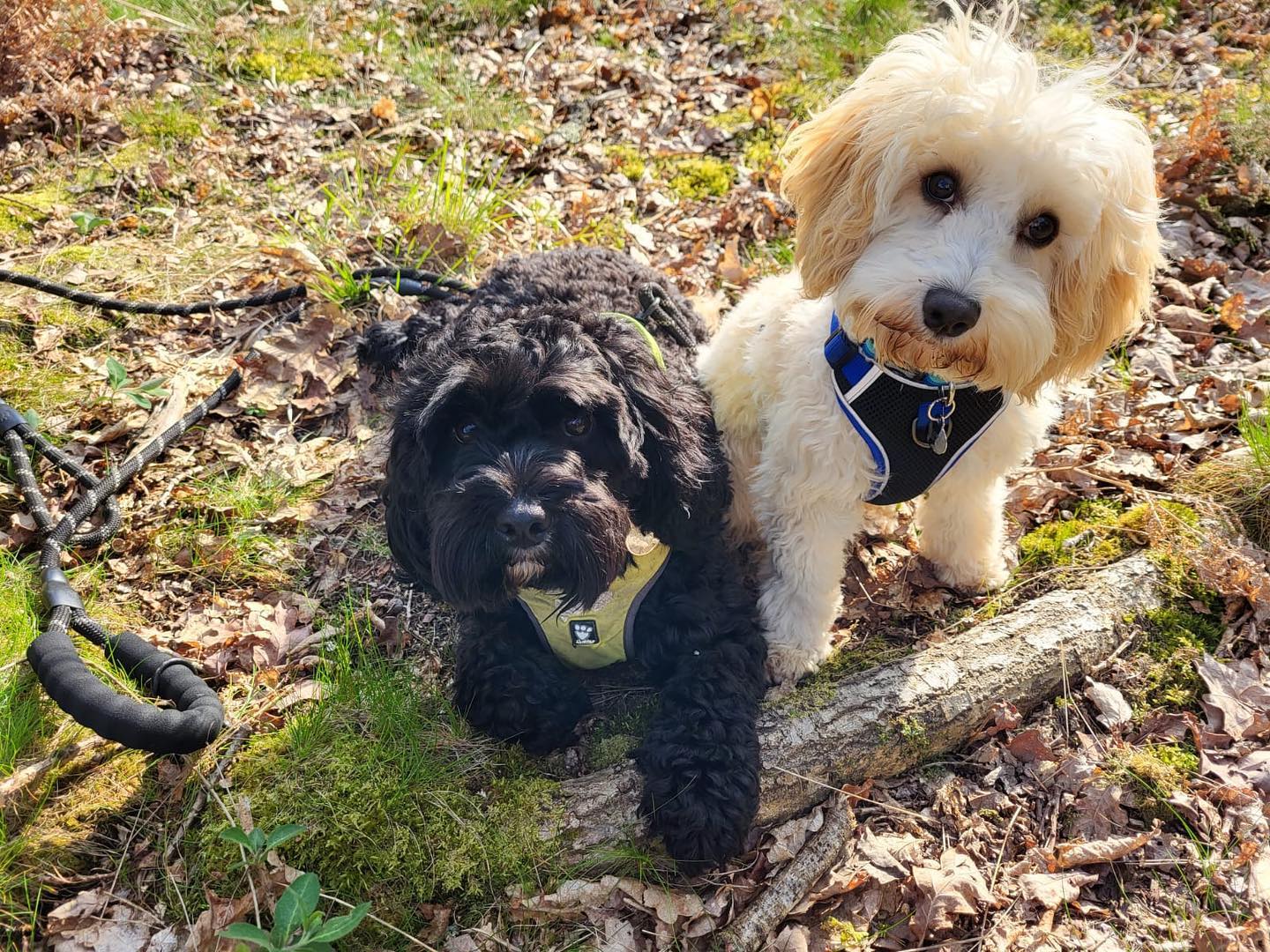 Picture of Abigails dogs Ozzy and Robbie